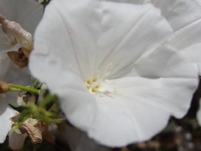 Convolvulus leiocalycinus, photographed by agosti