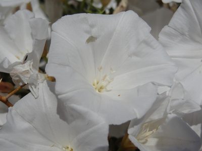 Convolvulus leiocalycinus, photographed by agosti