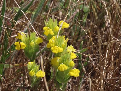 Castilleja rubicundula, photographed by John Hibbard