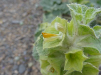 Phlomoides molucelloides, photographed by agosti