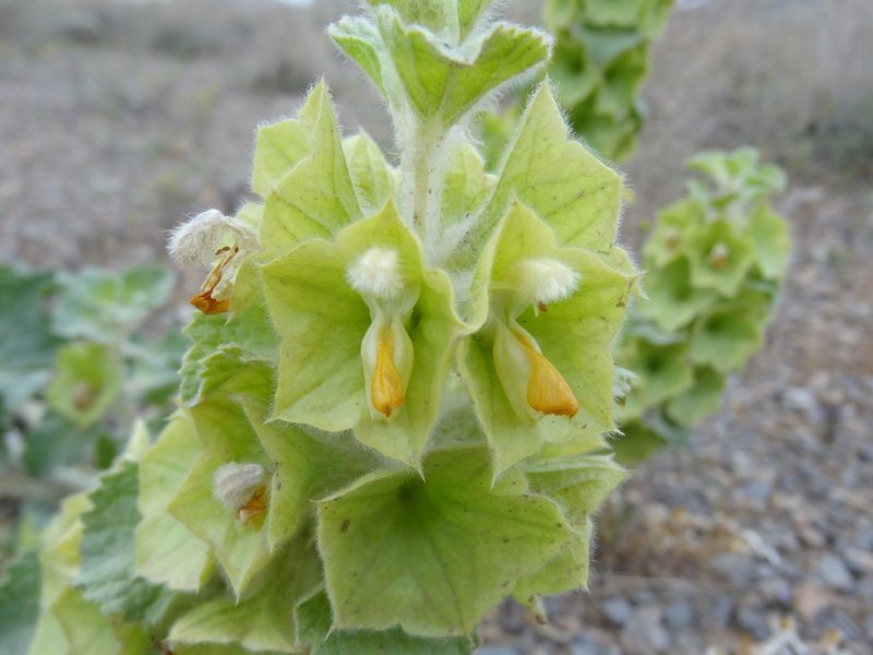 Phlomoides molucelloides, photographed by agosti