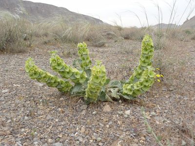 Phlomoides molucelloides, photographed by agosti