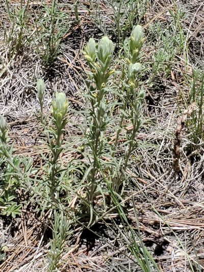 Castilleja lineata, photographed by Craig Martin
