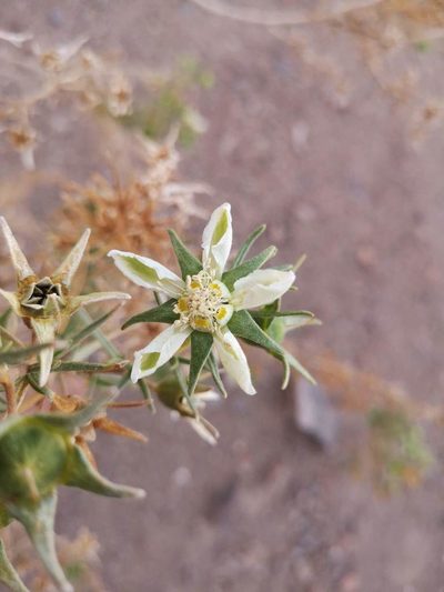 Huidobria chilensis, photographed by Aira Francisca Faúndez Fallau