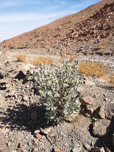 Prosa fruticosa, photographed by Aira Francisca Faúndez Fallau