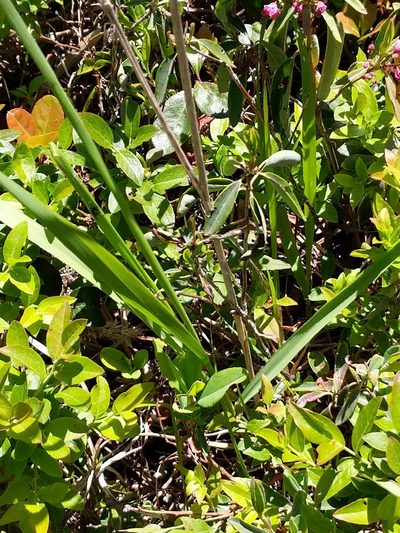Greeneochloa coarctata, photographed by Matt Schultz