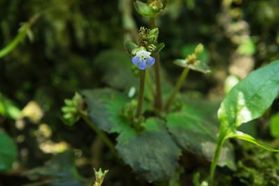 Epithema ceylanicum, photographed by 國立臺灣博物館