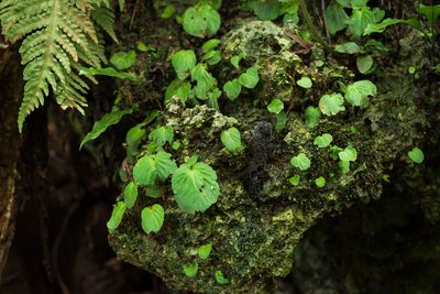 Epithema ceylanicum, photographed by 國立臺灣博物館