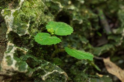 Epithema ceylanicum, photographed by 國立臺灣博物館