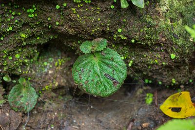 Epithema ceylanicum, photographed by 國立臺灣博物館