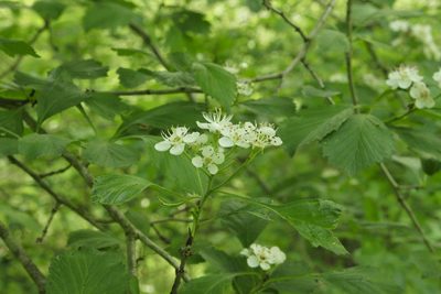 Crataegus punctata, photographed by Fluff Berger