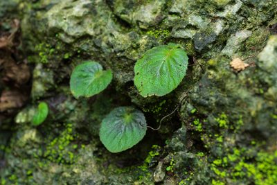 Epithema ceylanicum, photographed by 國立臺灣博物館