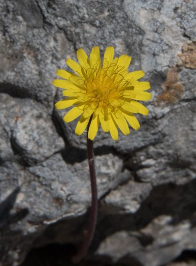 Sonchus bulbosus, photographed by Don Loarie