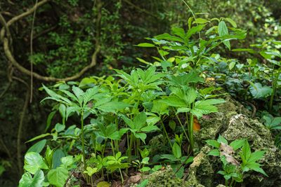 Amorphophallus henryi, photographed by 國立臺灣博物館