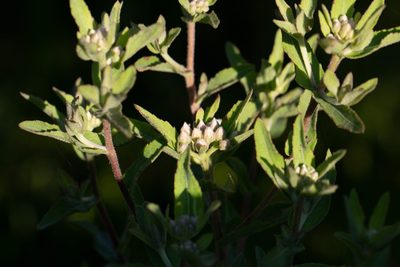 Pluchea foetida, photographed by Jessica