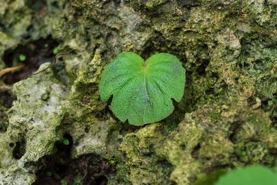 Epithema ceylanicum, photographed by 國立臺灣博物館