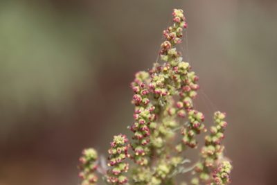 Ambrosia confertiflora, photographed by Millie Basden
