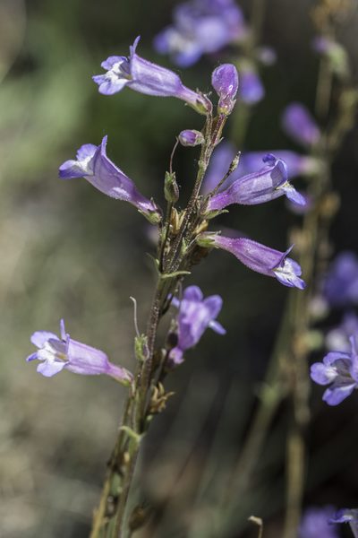 Penstemon inflatus, photographed by Craig Martin