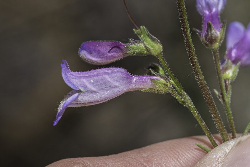 Penstemon inflatus, photographed by Craig Martin