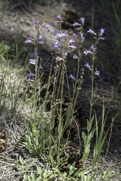 Penstemon inflatus, photographed by Craig Martin