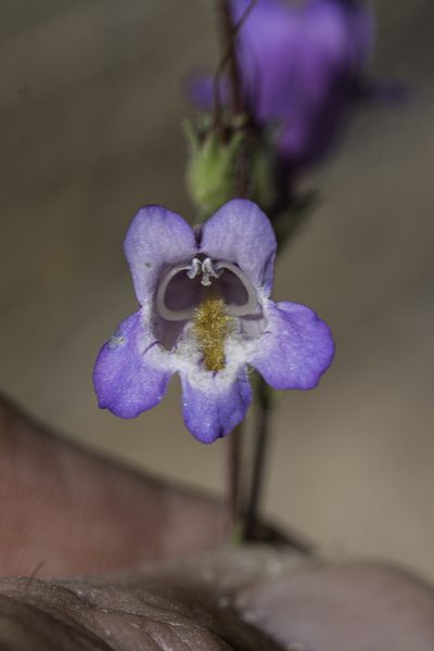 Penstemon inflatus, photographed by Craig Martin