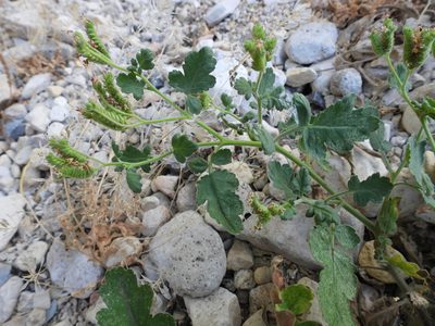 Phacelia rupestris, photographed by Bob Nieman
