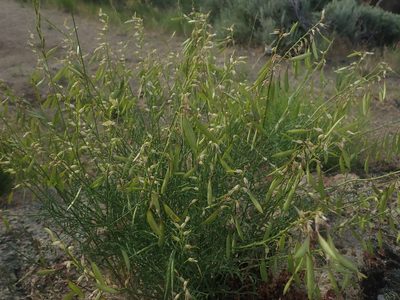 Astragalus filipes, photographed by Nolan Exe