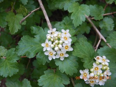 Physocarpus monogynus, photographed by Parker Hopkins