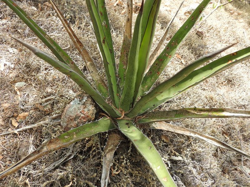 Agave albomarginata, photographed by Oscar Alejandro Morales Juárez