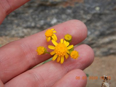 Packera fendleri, photographed by Parker Hopkins