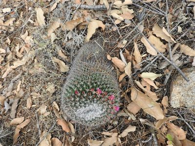 Mammillaria petterssonii, photographed by Oscar Alejandro Morales Juárez