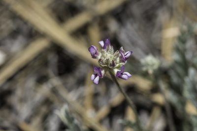 Astragalus gilensis, photographed by Craig Martin