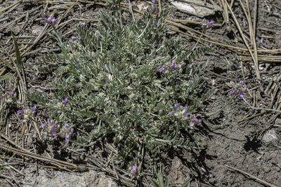 Astragalus gilensis, photographed by Craig Martin