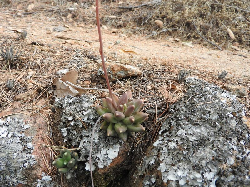 Pachyphytum compactum, photographed by Oscar Alejandro Morales Juárez