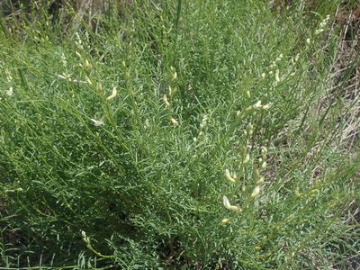 Astragalus filipes, photographed by Nolan Exe