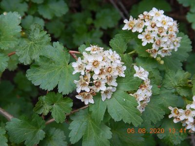 Physocarpus monogynus, photographed by Parker Hopkins