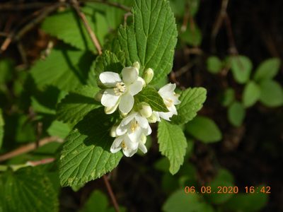Jamesia americana, photographed by Parker Hopkins