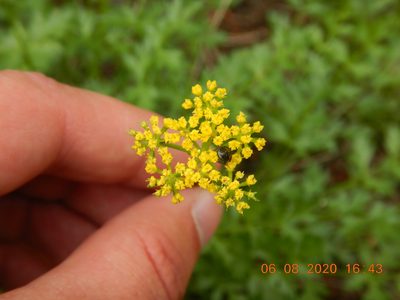 Cymopterus hallii, photographed by Parker Hopkins