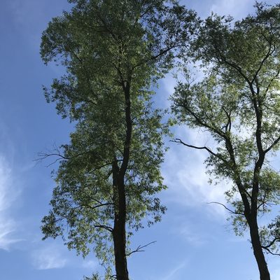 Salix amygdaloides, photographed by Summit Metro Parks