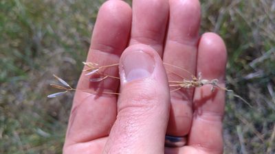 Tomostima reptans, photographed by Brian Dickerson