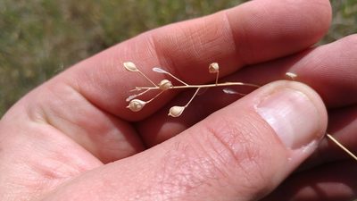 Camelina microcarpa, photographed by Brian Dickerson