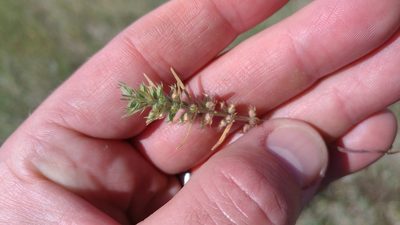 Hedeoma hispida, photographed by Brian Dickerson