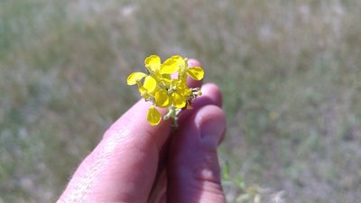 Erysimum asperum, photographed by Brian Dickerson