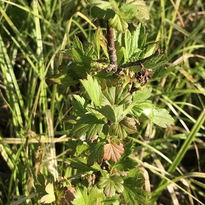 Ribes hirtellum, photographed by Summit Metro Parks