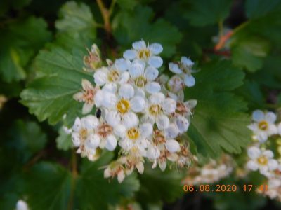 Physocarpus monogynus, photographed by Parker Hopkins
