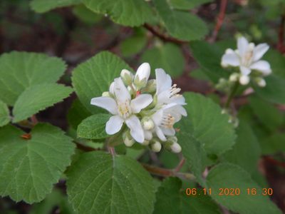 Jamesia americana, photographed by Parker Hopkins