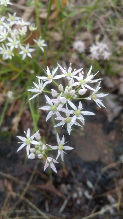 Allium speculae, photographed by Stosh Morency