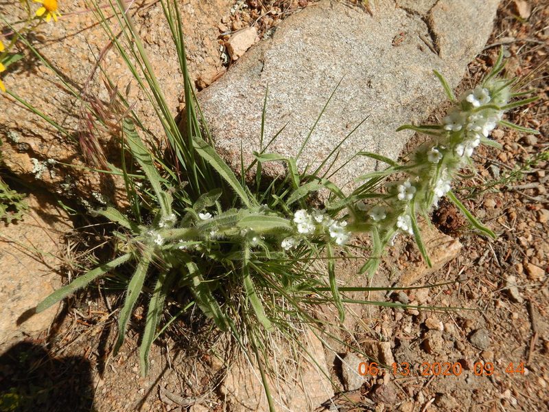 Oreocarya virgata, photographed by Parker Hopkins