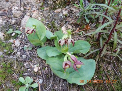 Cypripedium fasciculatum, photographed by Parker Hopkins