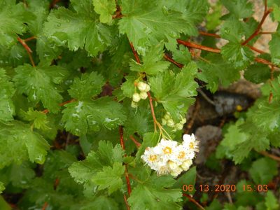 Physocarpus monogynus, photographed by Parker Hopkins